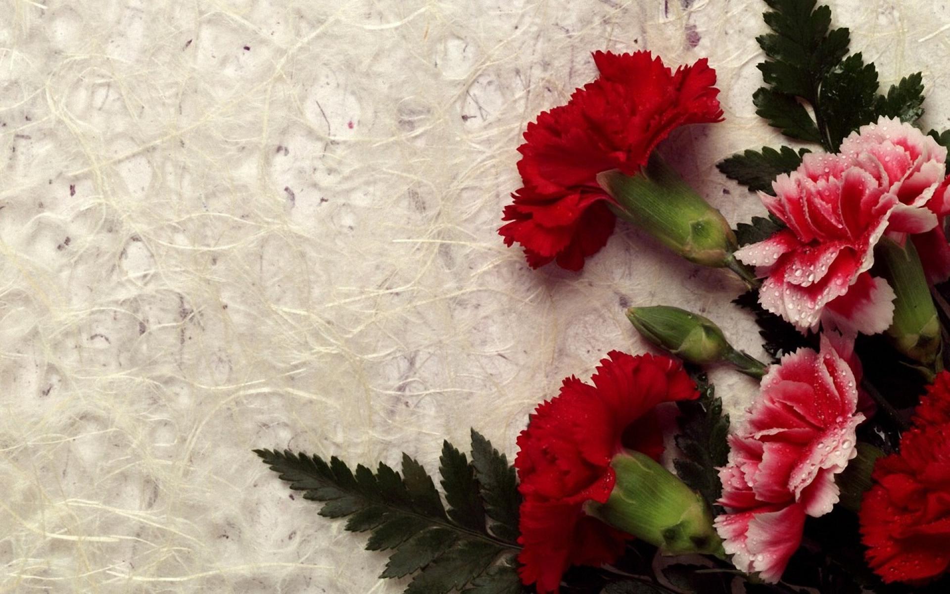 Download Beautiful Flower Wallpaper Phone #7UXaY » wallpincuk.com