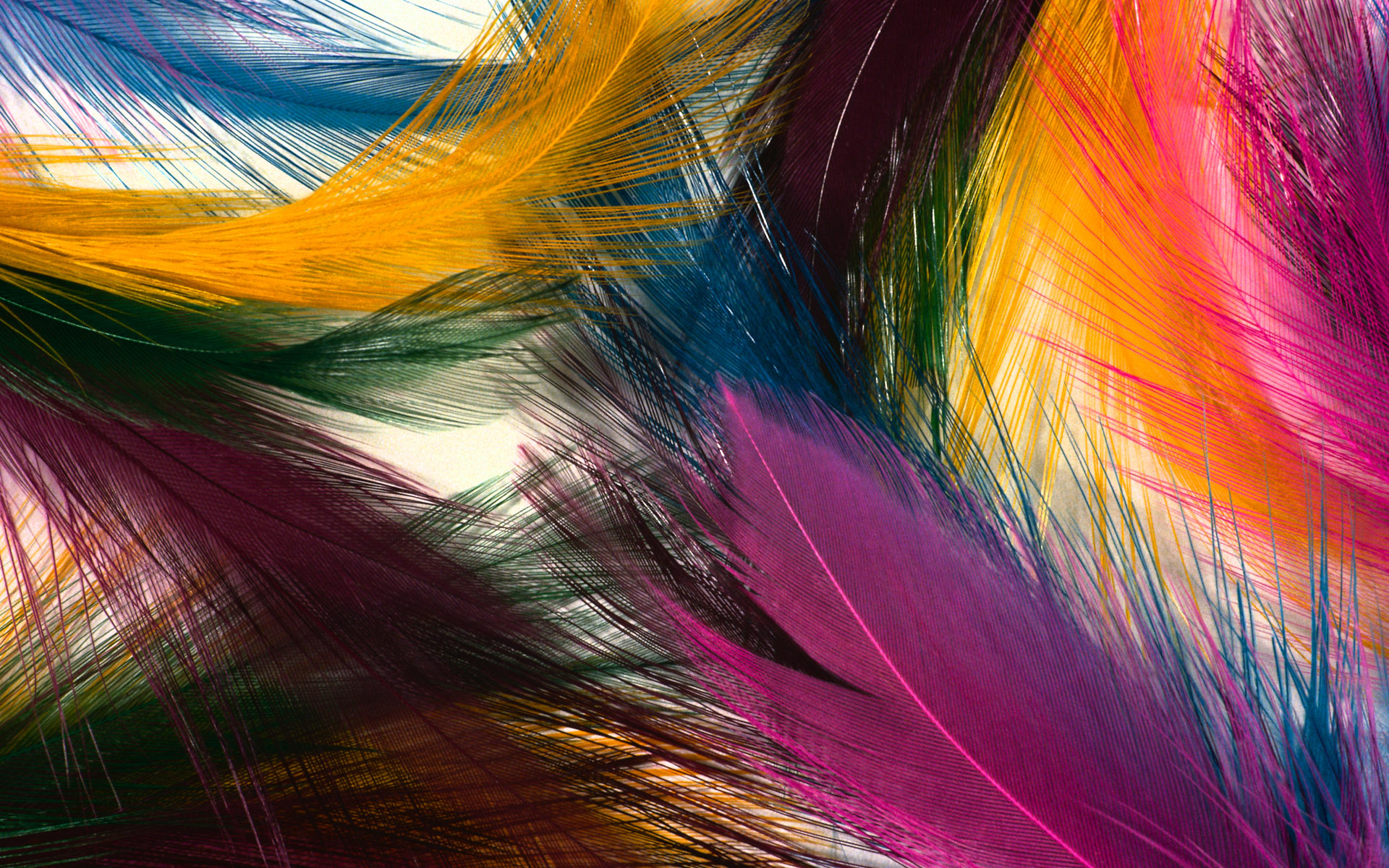 Multi colored feathers wallpapers and images - wallpapers