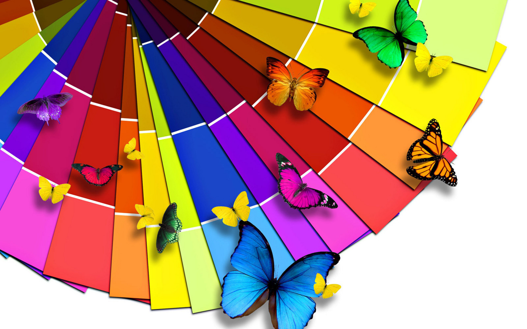 Multi-coloured butterflies wallpapers and images - wallpapers ...