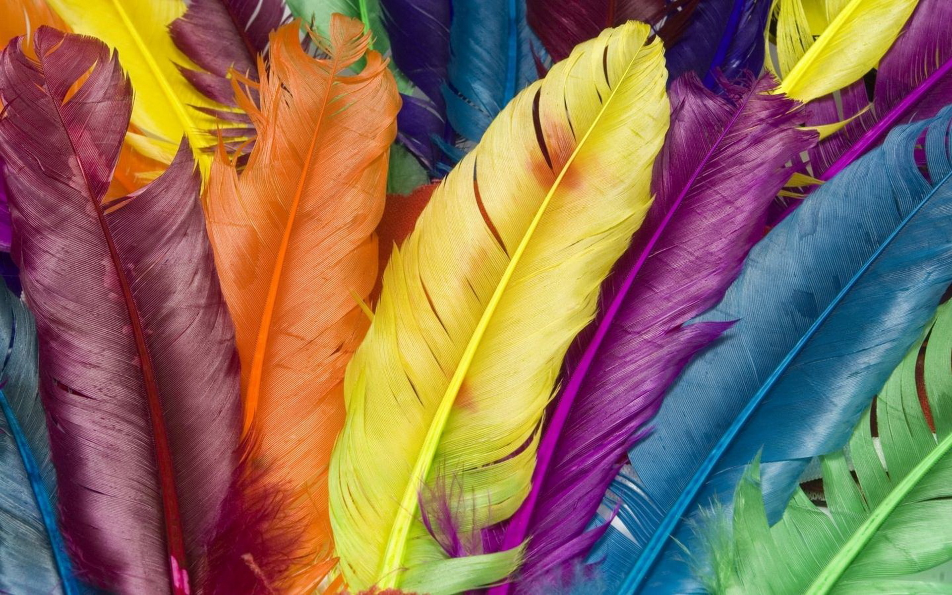 Multi-coloured feathers wallpapers and images - wallpapers ...