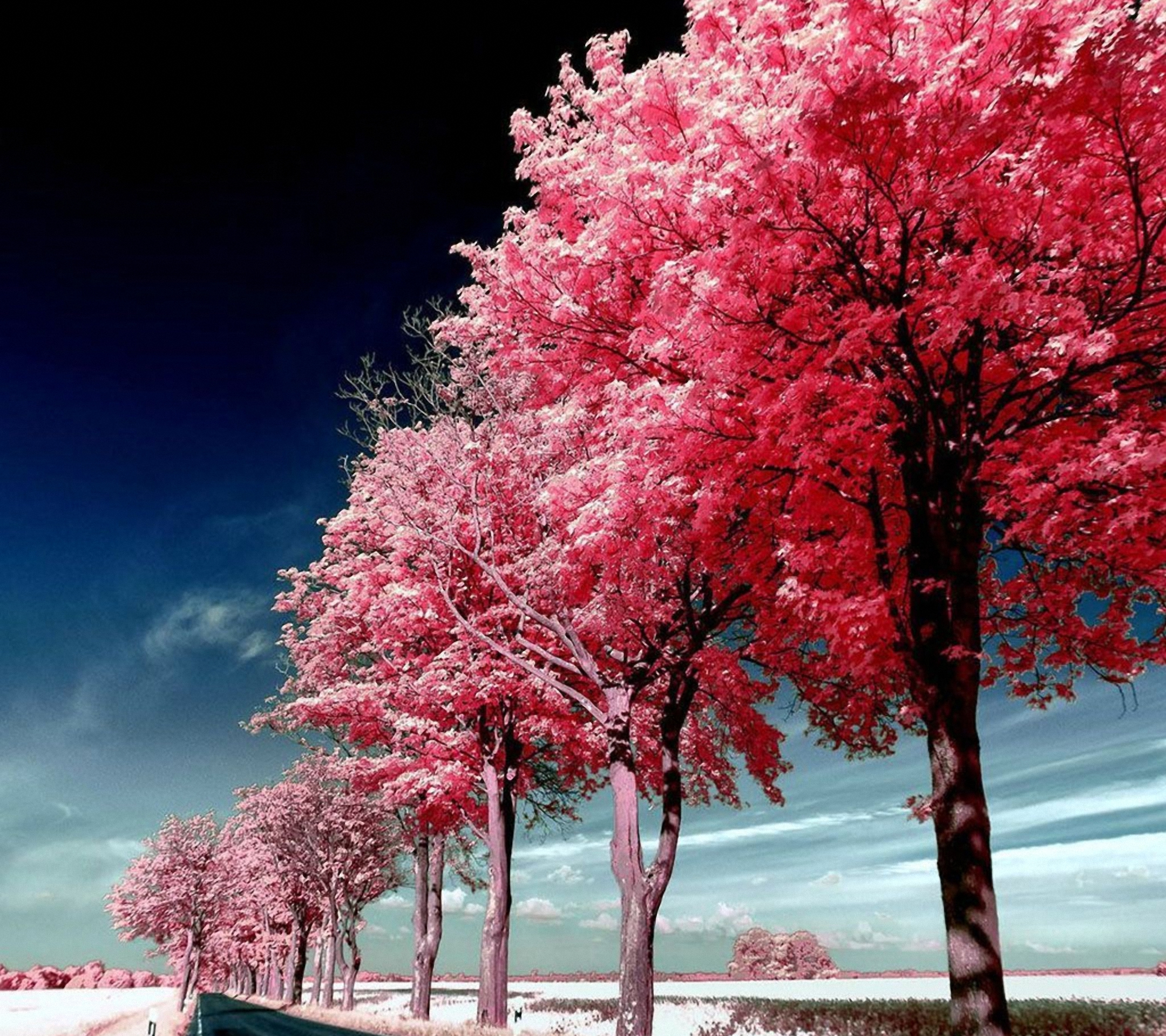 Roadside Pink Trees lg phone Wallpapers HD 2160x1920
