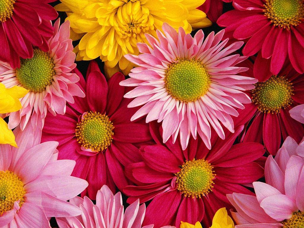 Floral Desktop Wallpaper |