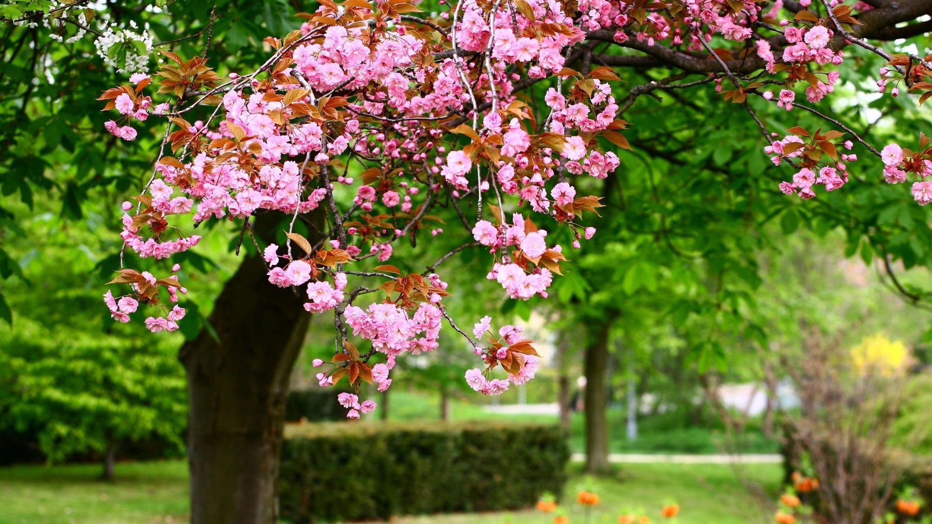 Hd spring hd wallpapers 3D