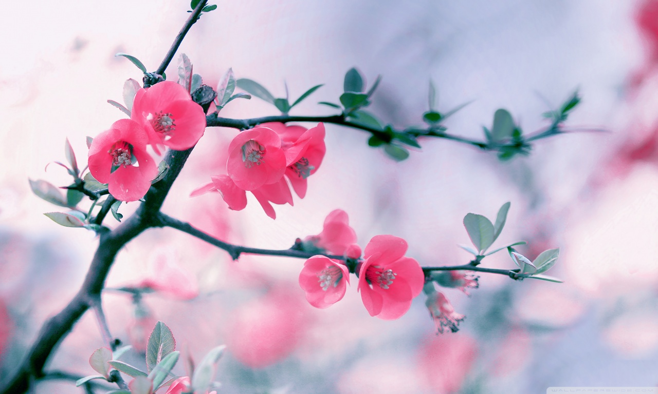 Pink Blossom Flowers, Spring HD desktop wallpaper Widescreen
