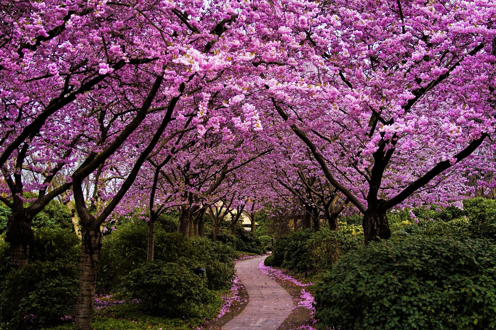 Spring in Japan wallpapers Wallpapers, Backgrounds, Images, Art