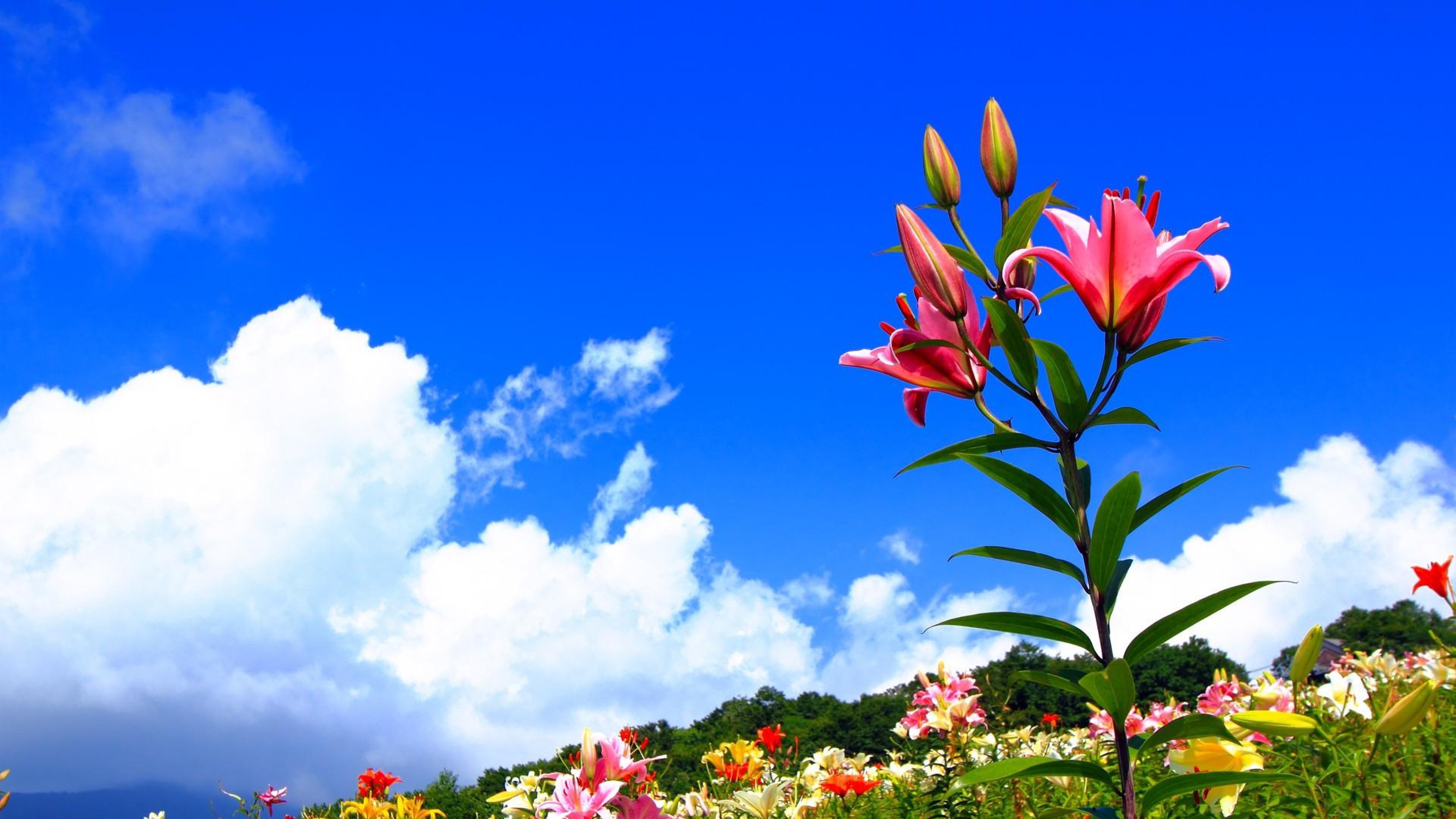Download Wallpaper 3840x2160 Lilies, Flowers, Meadow, Sky, Sunny ...
