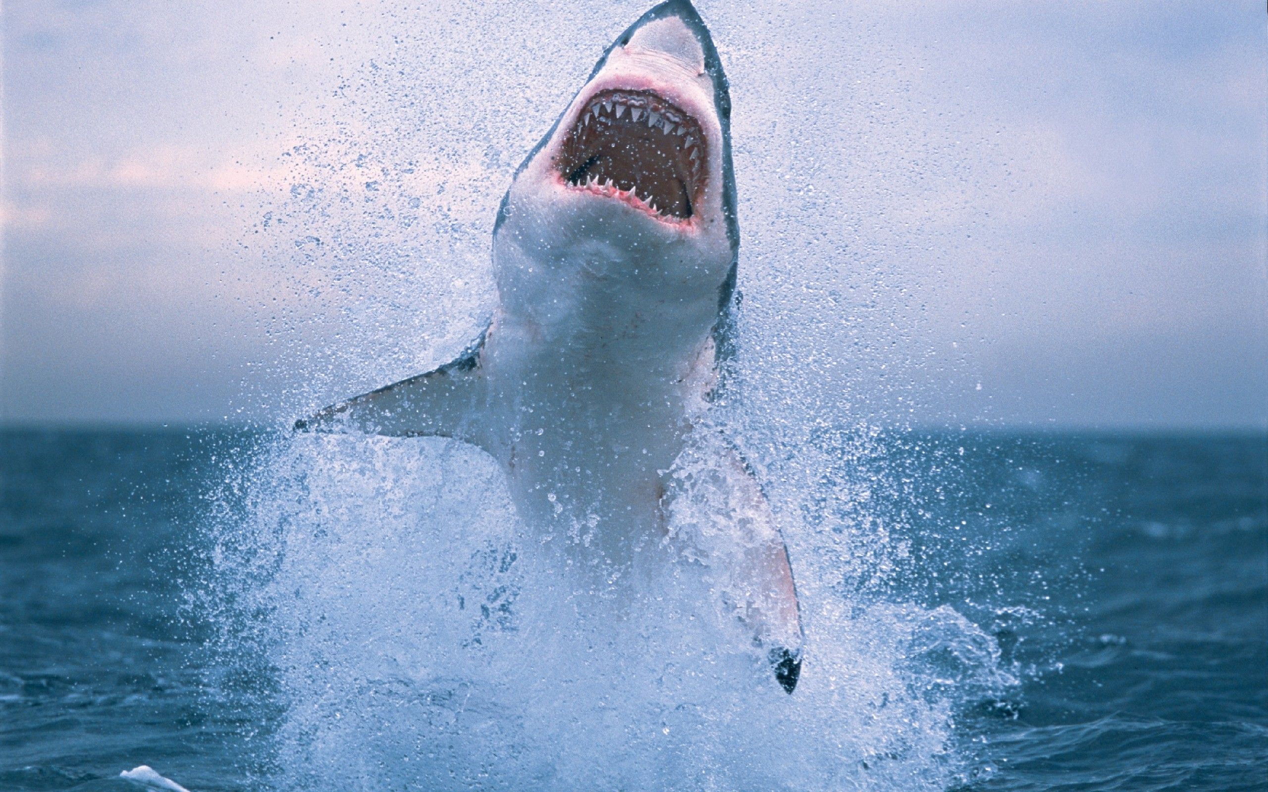 Shark HD Wallpapers | Download Free Desktop Wallpaper Images ...