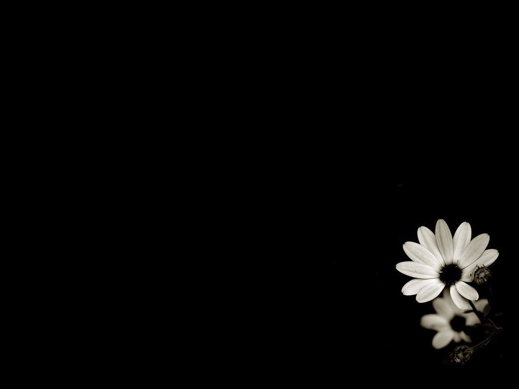 Black and white flower images Download