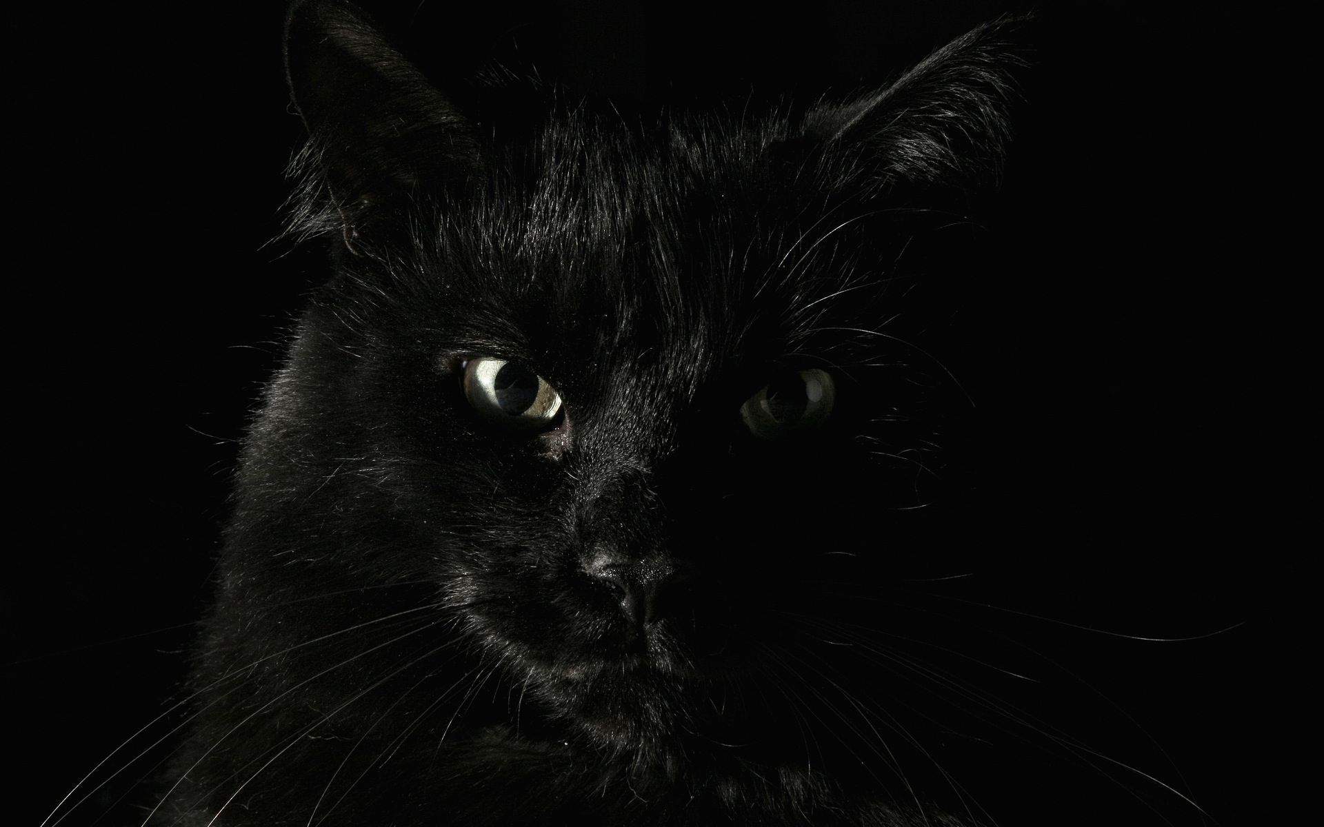 Big black cat / 1920 x 1200 / Animals / Photography | MIRIADNA.COM