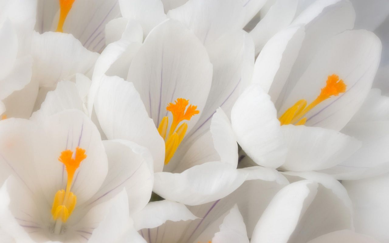 Flower HD Wallpaper Free Download White Crocus