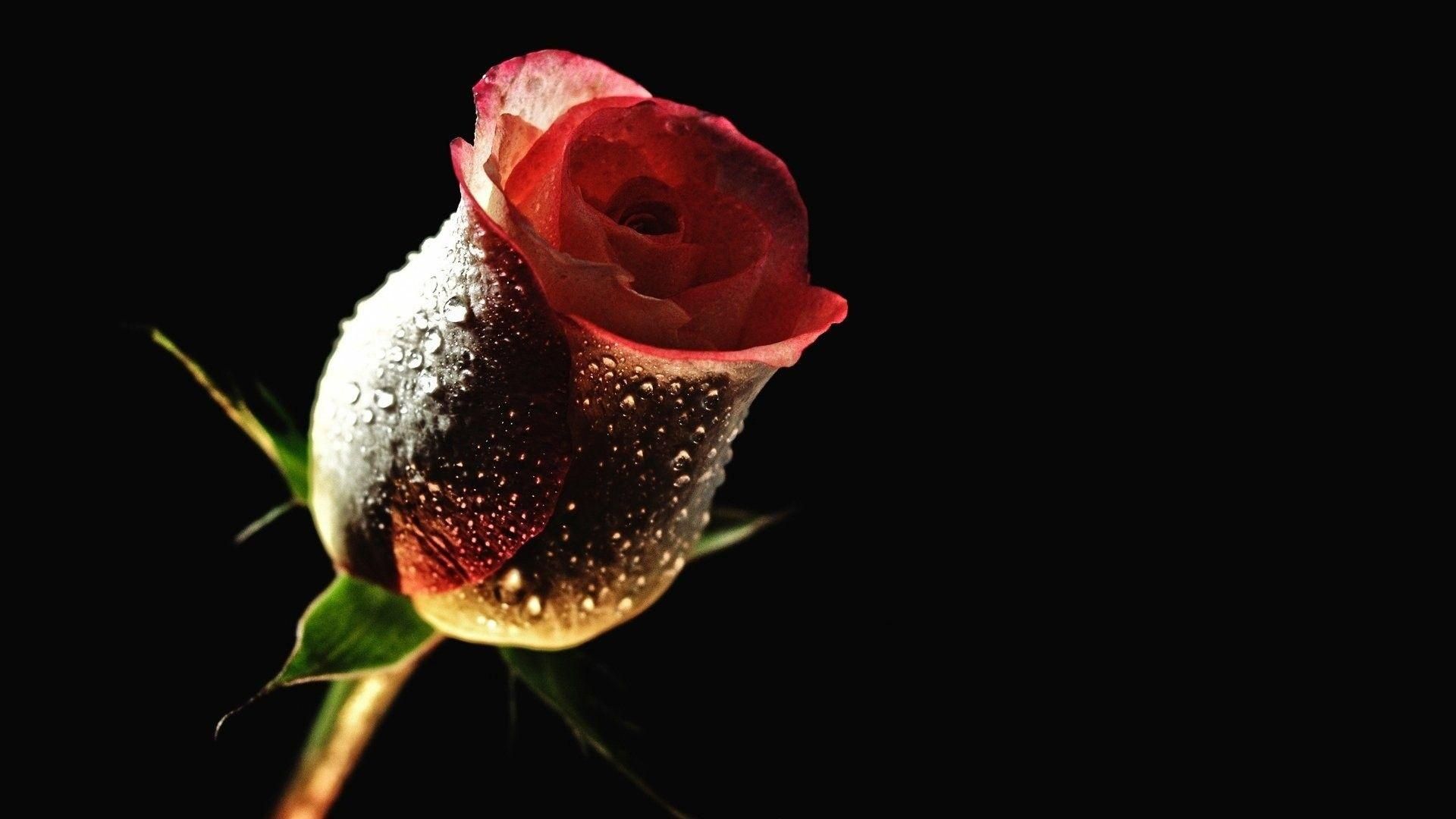 Download Download Rose Flower Background Wallpaper Full HD