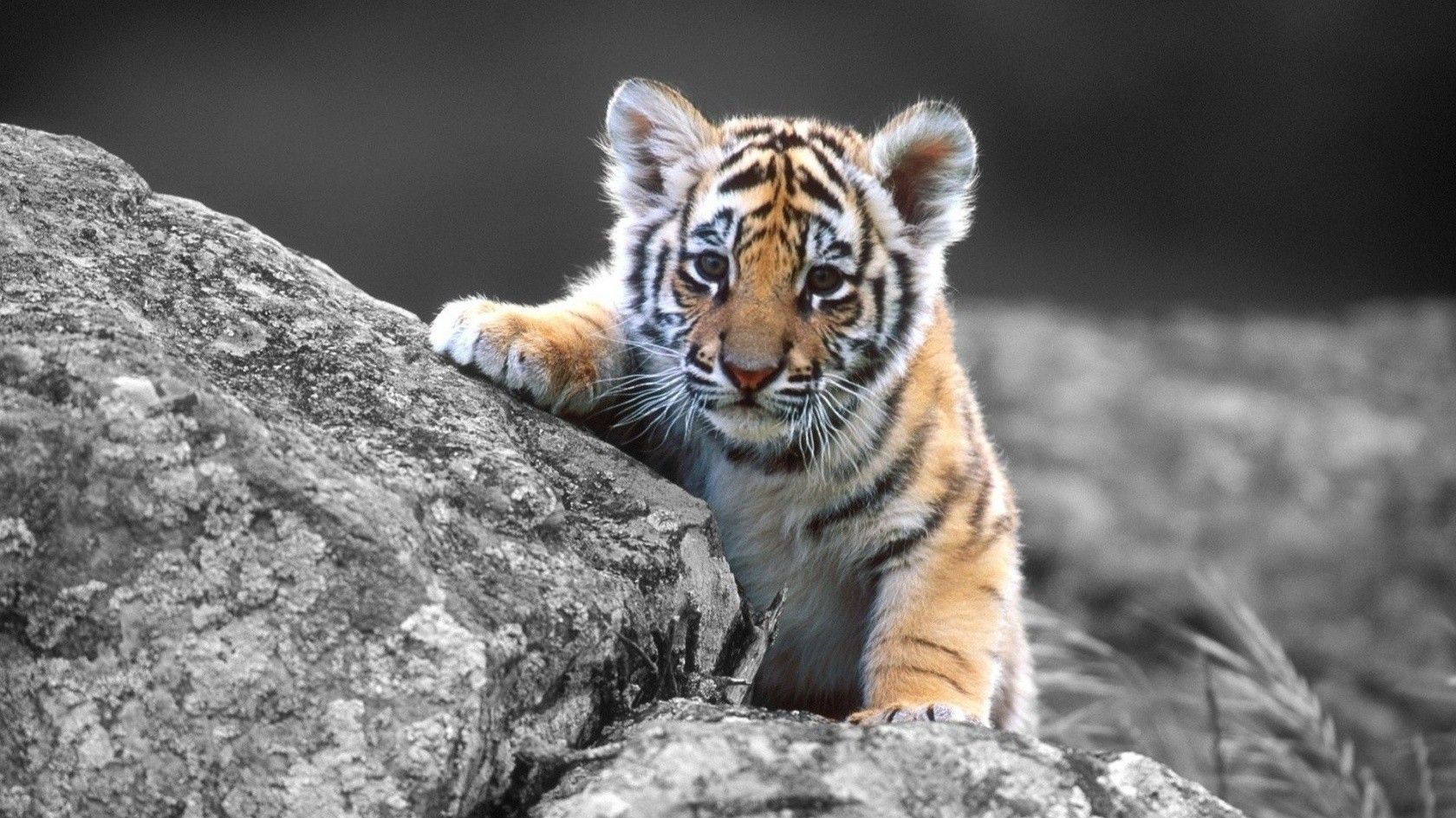 HQ Cute Animated Boy Tiger Wallpaper, HQ Backgrounds HD