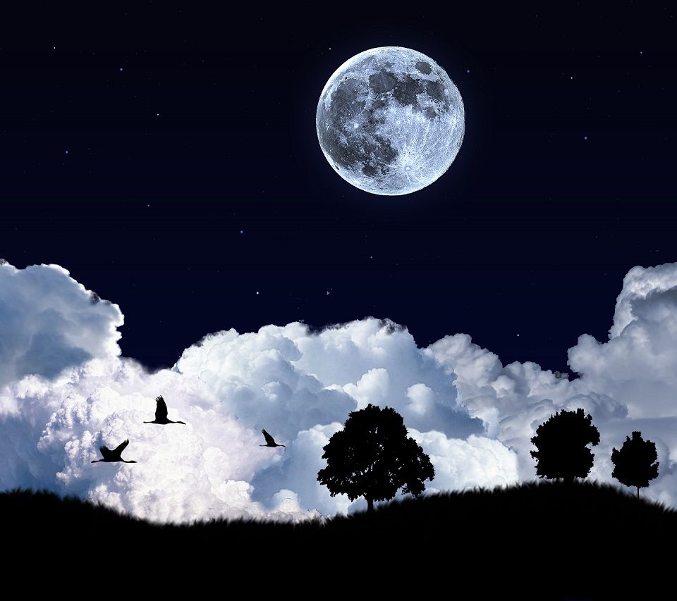 Moon Night Birds Android wallpaper HD