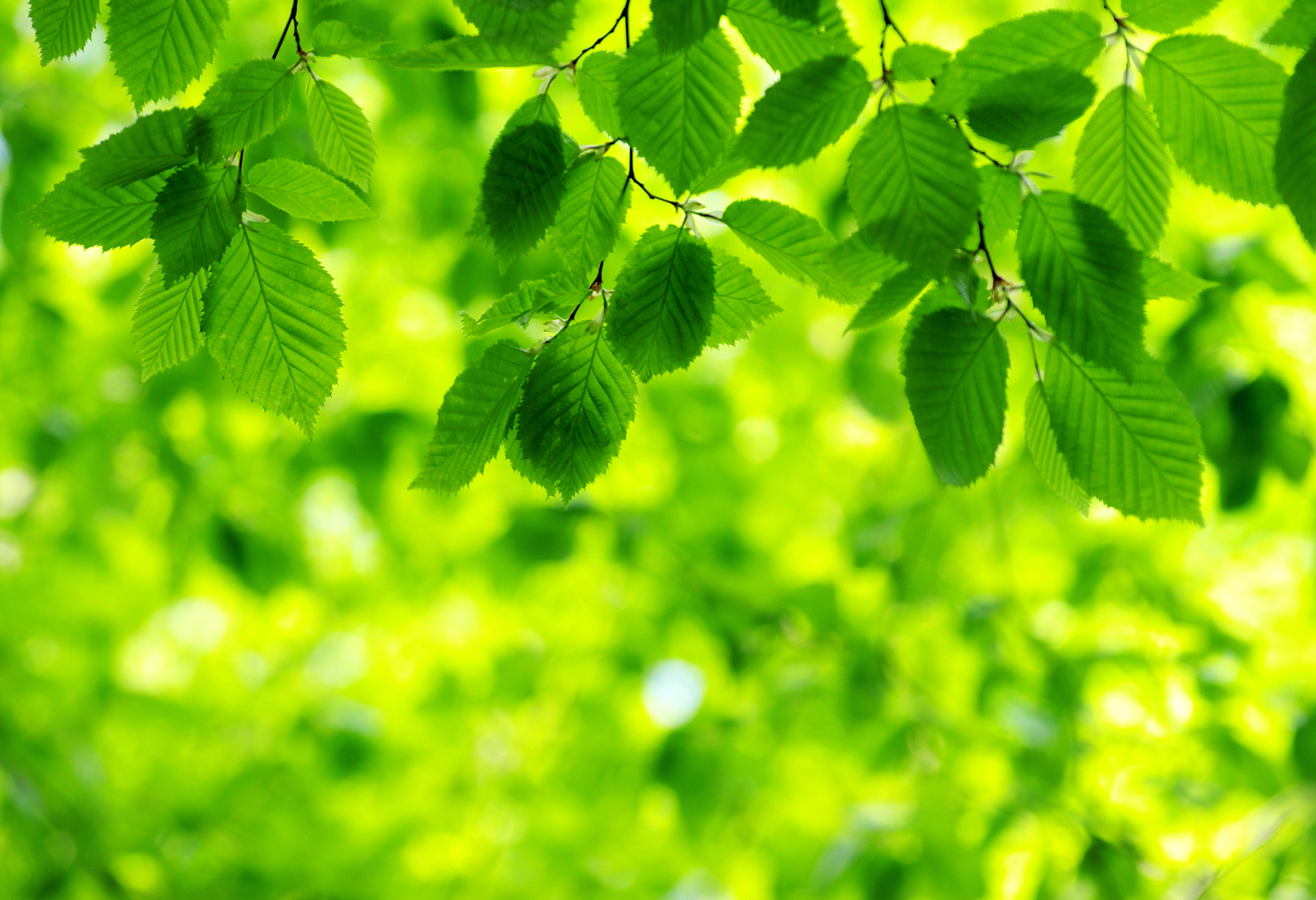 Green Tourism | green leaves on green background