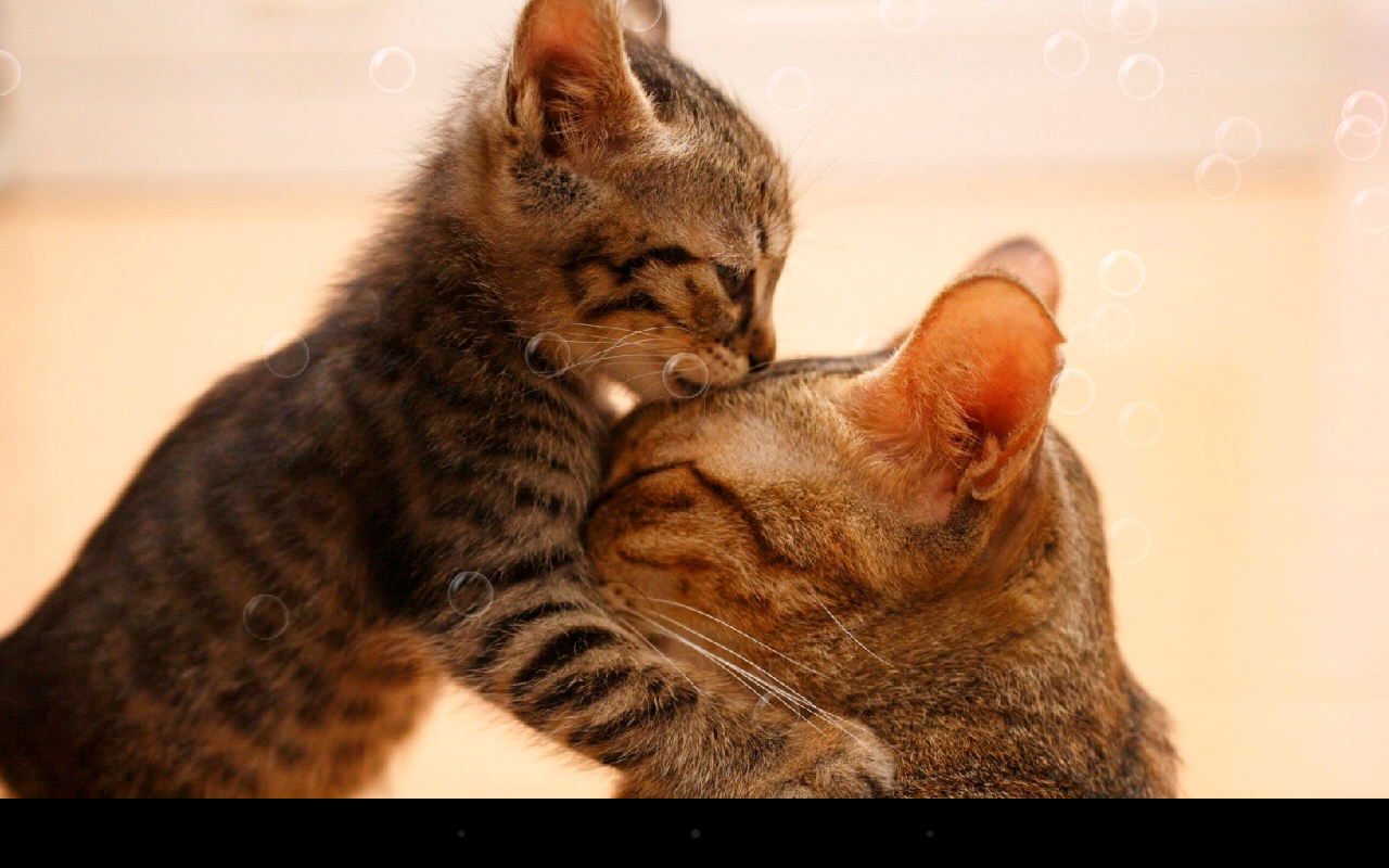 So Cute Cat Live Wallpaper - Android Apps on Google Play