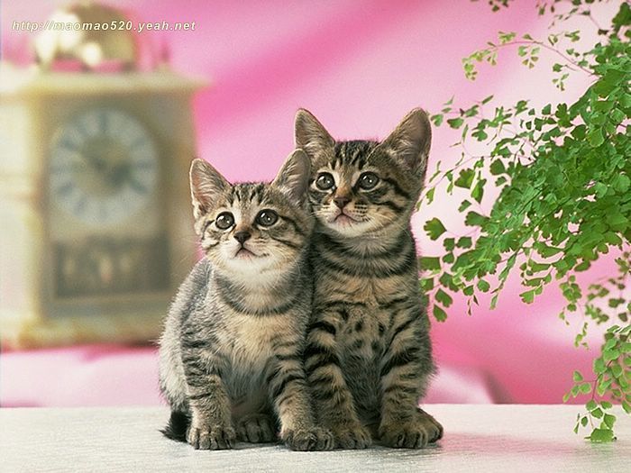 Super Cute Little Kittens Wallpaper 142 - Wallcoo.net