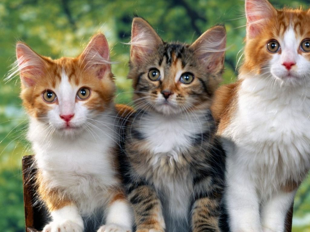Cute Cats HD Wallpapers Pictures Images Backgrounds Photos