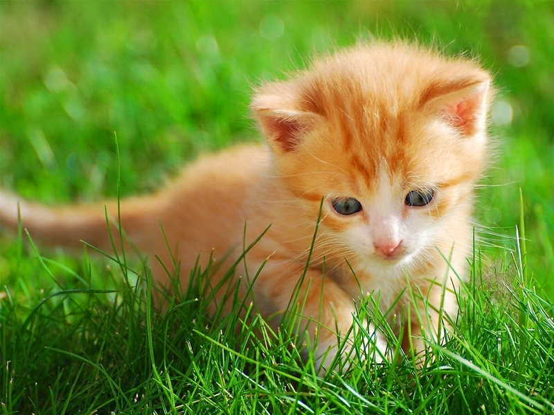 Adorable cat Little kitten in the grass Animals Cats HD Desktop