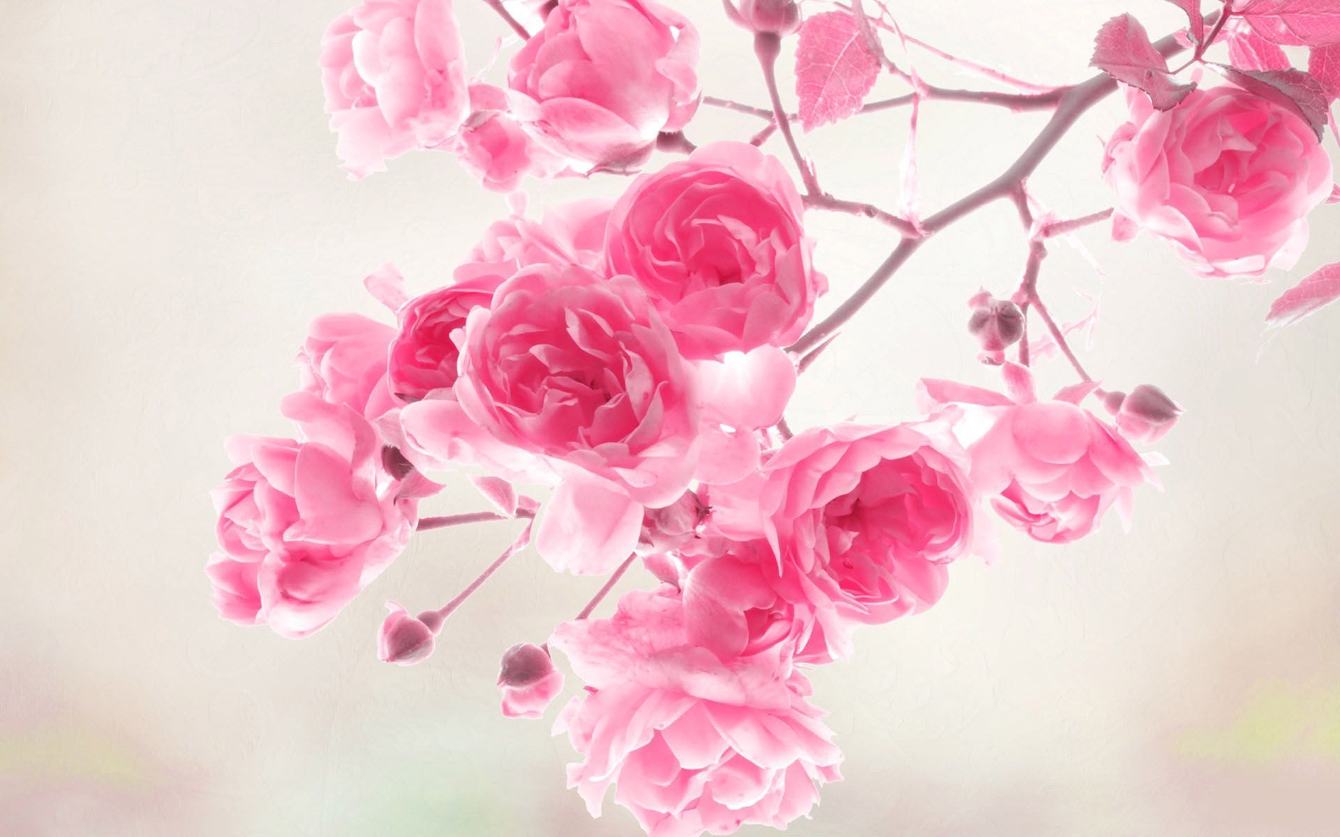 40 Beautiful Flower Wallpapers for your desktop