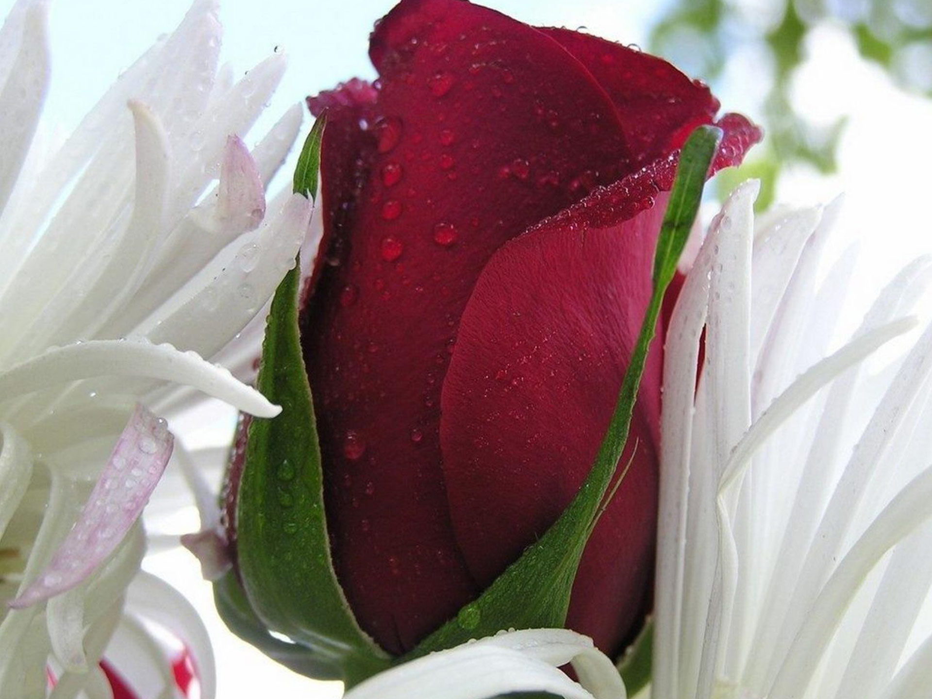 Beautiful Rose Flowers And Garden HD Pix