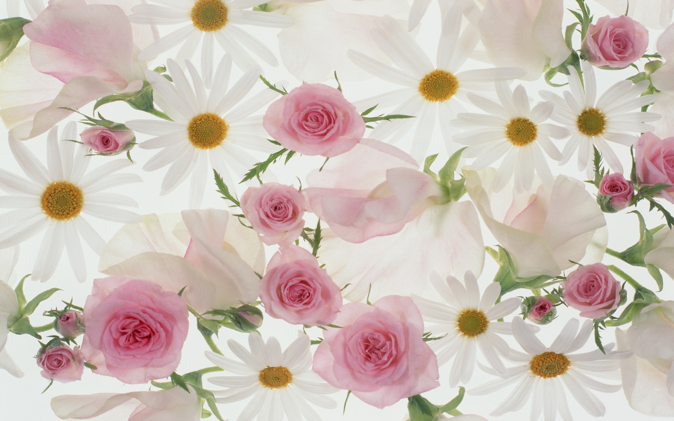 Beautiful Flower Wallpaper AWidescreen HD Wallpaper