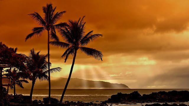 HD WALLPAPERS: Palm trees nature HD wallpaper (1920 x 1080)