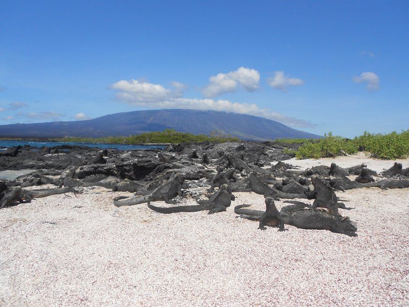 Marine Iguanas with Fernandina volcano in the background | Photo