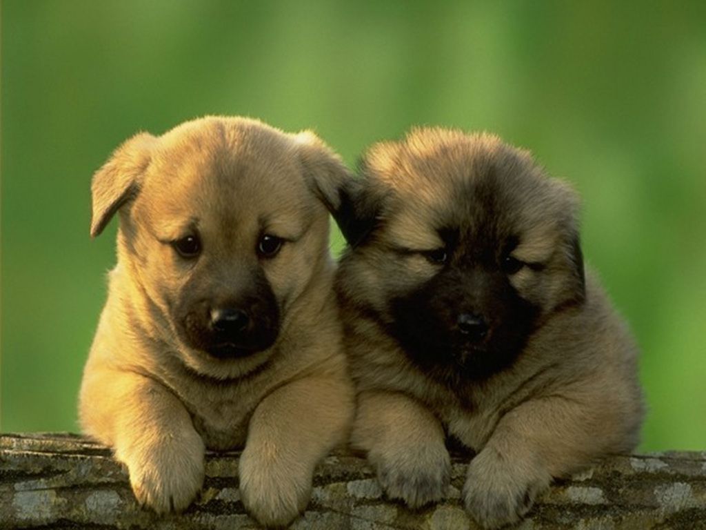 Download Cute Puppies The Free Two Wallpaper 1024x768 | Full HD ...