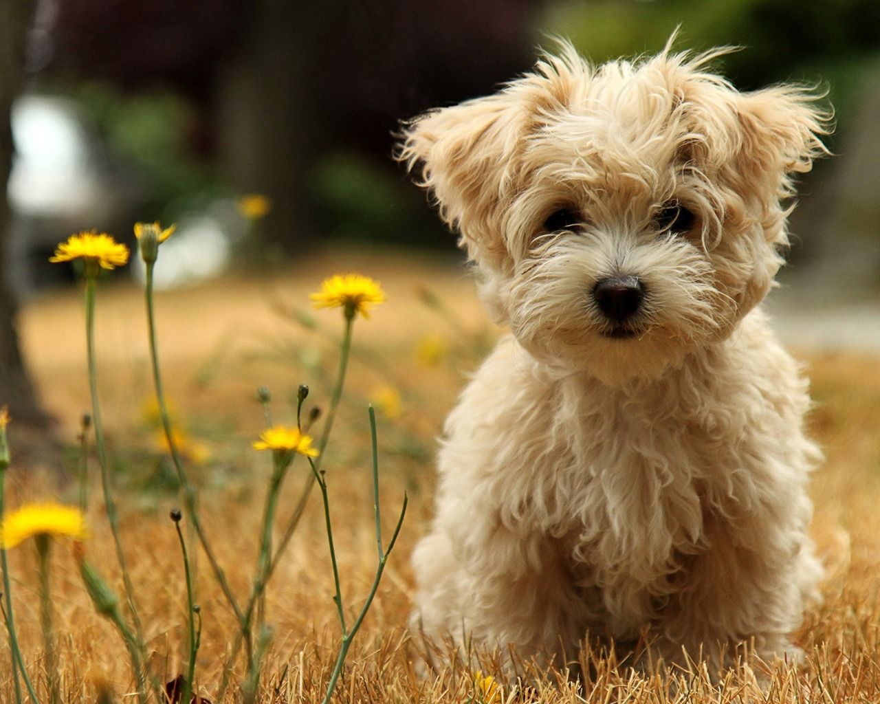 Free Cute Puppy Wallpapers - Wallpaper Cave