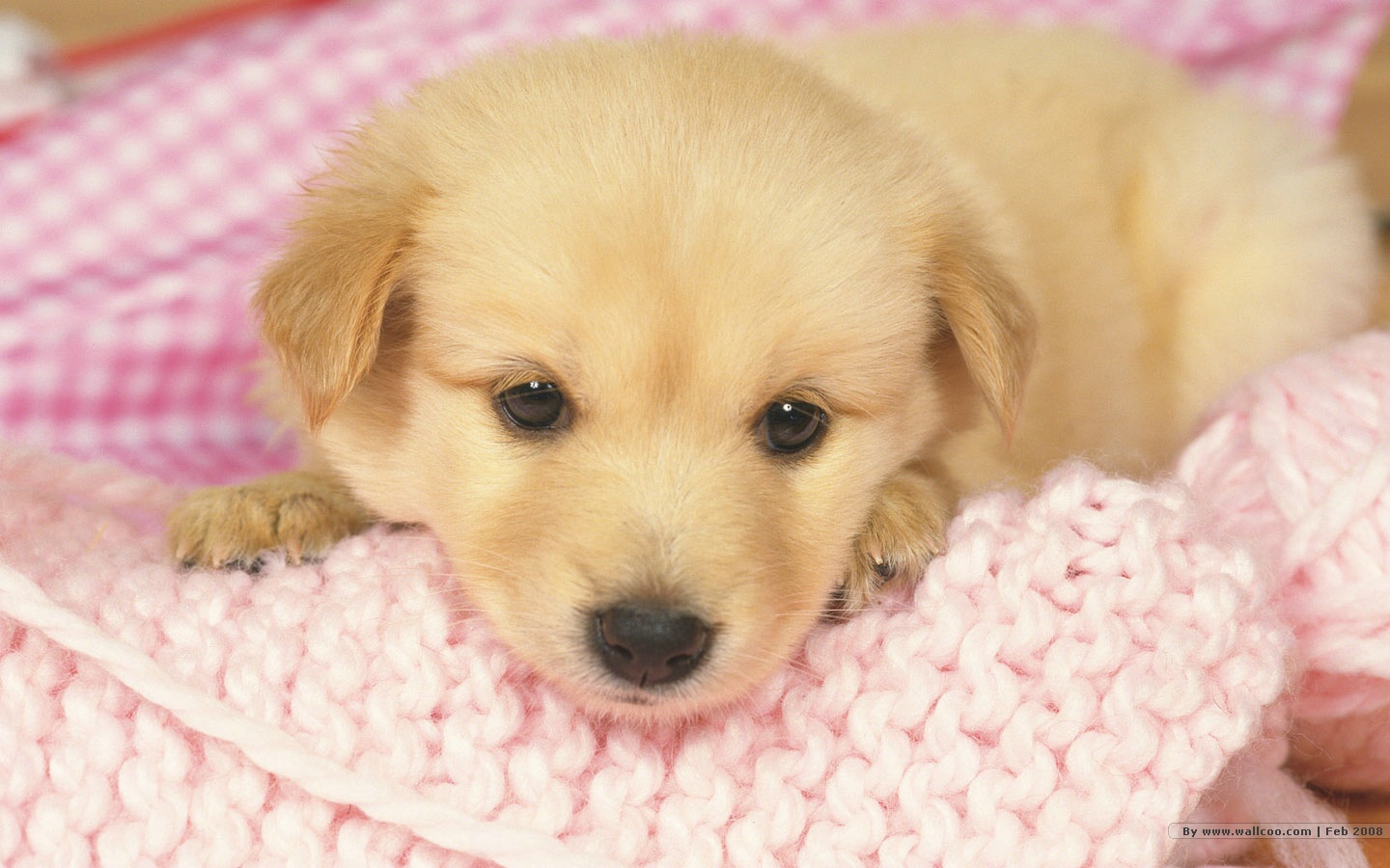 1440 900 Lovely Puppy Wallpapers Lovely Puppies Photos 1440 900 No ...