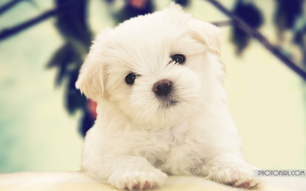 Maltese Puppy Wallpapers Free Download | Free Wallpapers