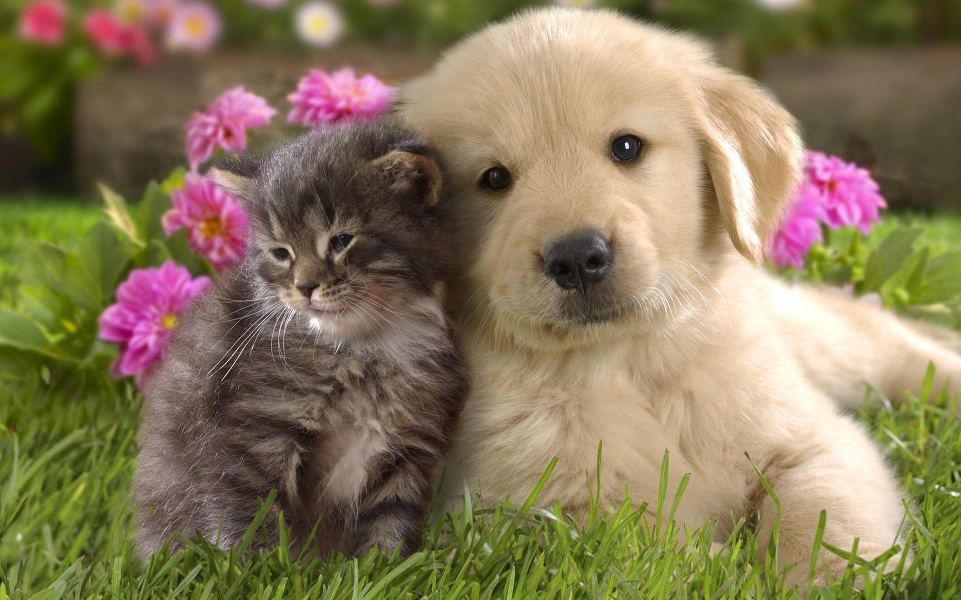 Download Cute Kitten And Puppy Wallpaper Free Wallpapers - PetPictures
