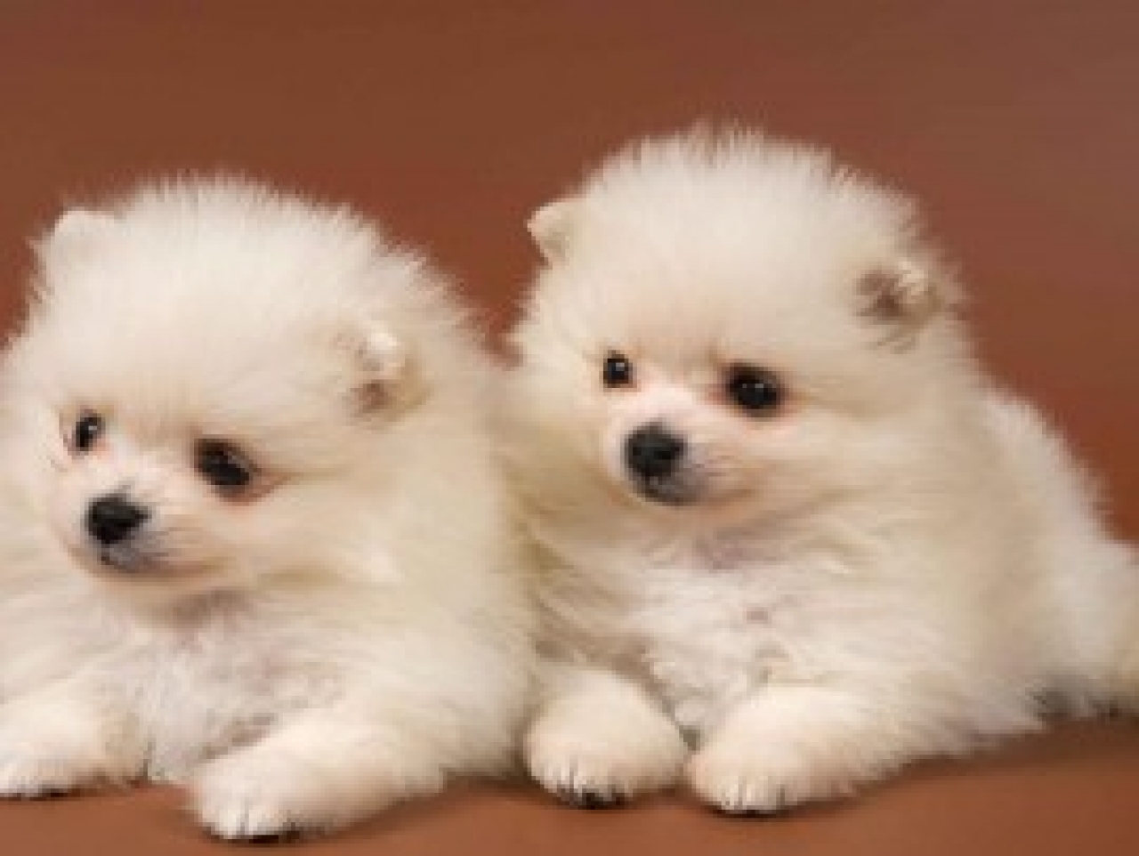 Get Free Download Cute Puppies Wallpapers And Make Your Desktop ...