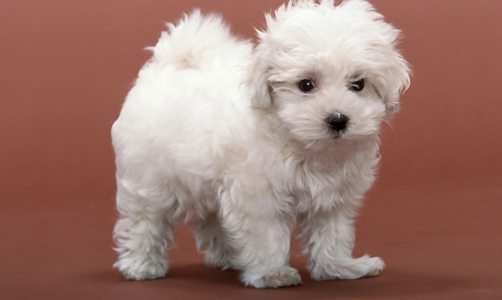Design Puppy Wallpaper Free Download Puppy Wallpapers Free ...