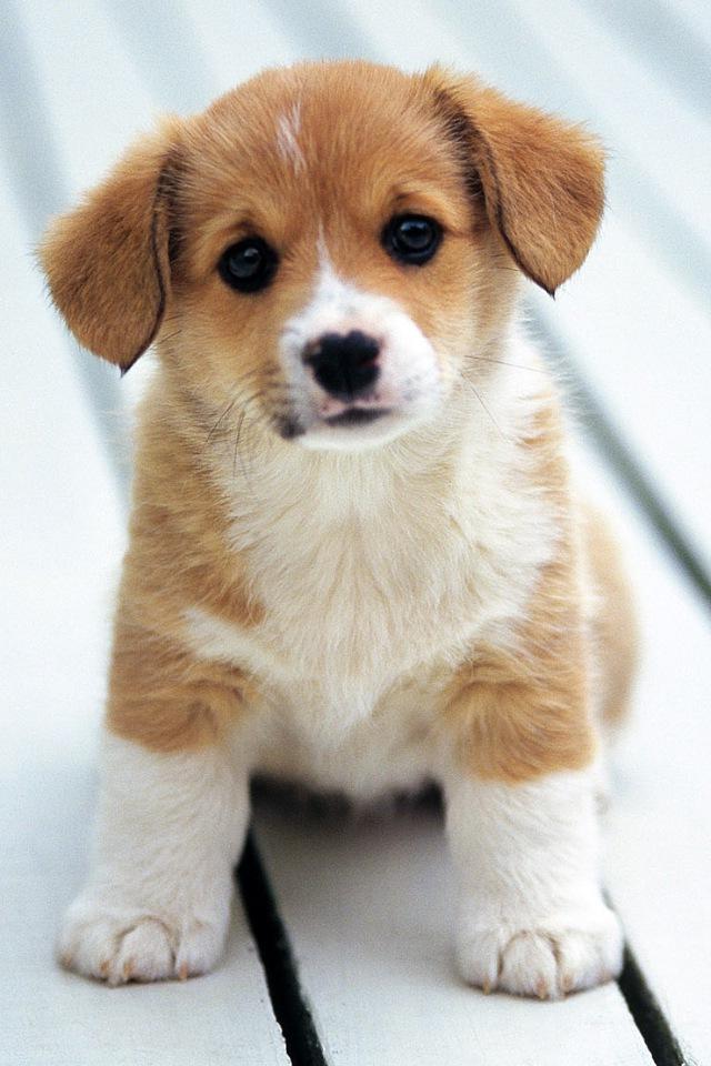 Iphone Puppy Wallpapers Animal Background