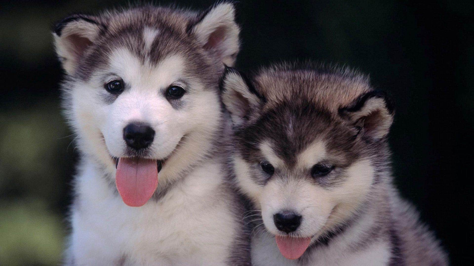 Download Free Siberian Husky Puppies Wallpaper - The Quotes Land