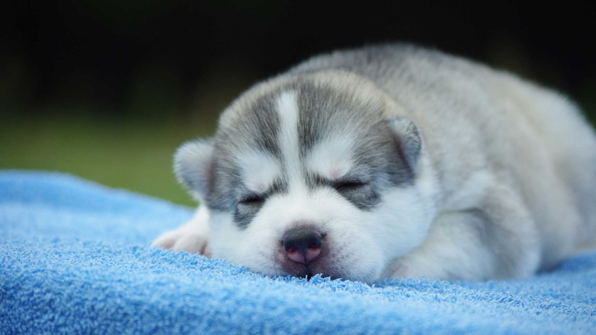 siberian husky cute puppies wallpapers background free download ...