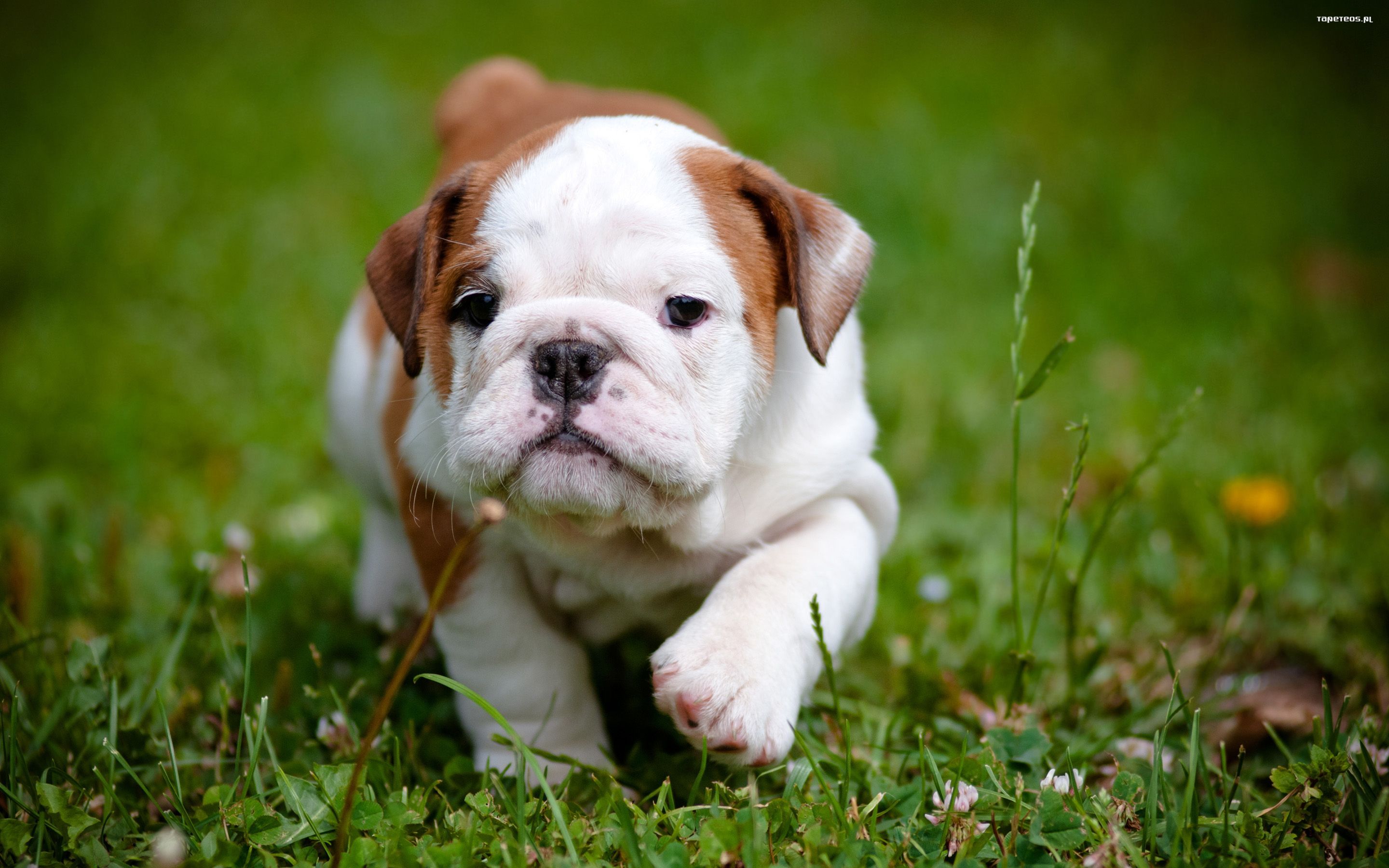 Download Free Bulldog Puppies Wallpaper - The Quotes Land
