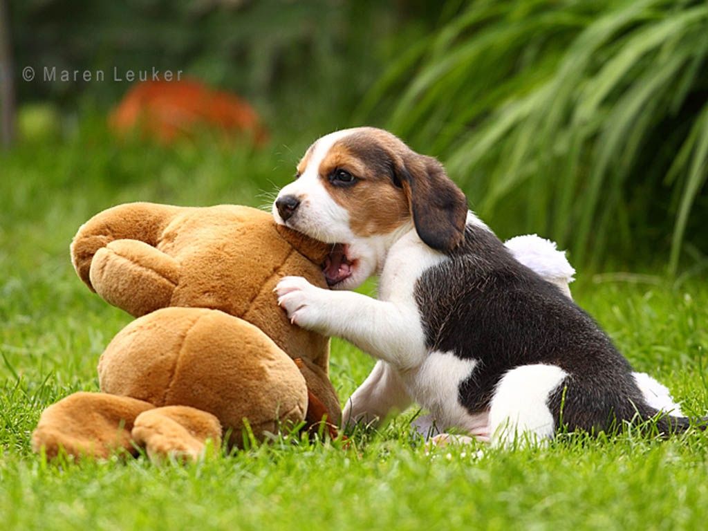 Download Free Beagle Puppies Wallpaper - The Quotes Land