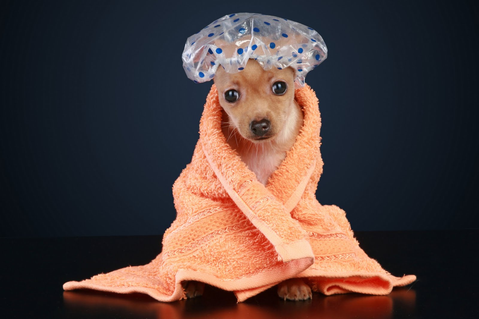 Puppy cute corgi puppy in towel free download wallpaper new 2014 ...