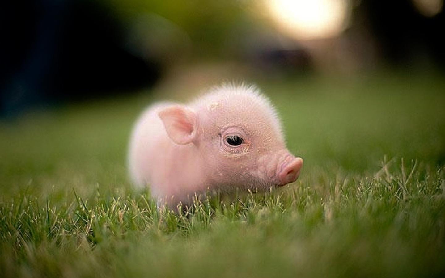 Piglet - (#110342) - High Quality and Resolution Wallpapers on ...