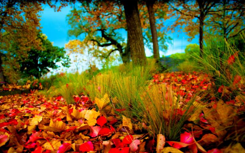 Fall Hd Wallpapers 1080P wallpaper,nature HD wallpaper,picture HD ...