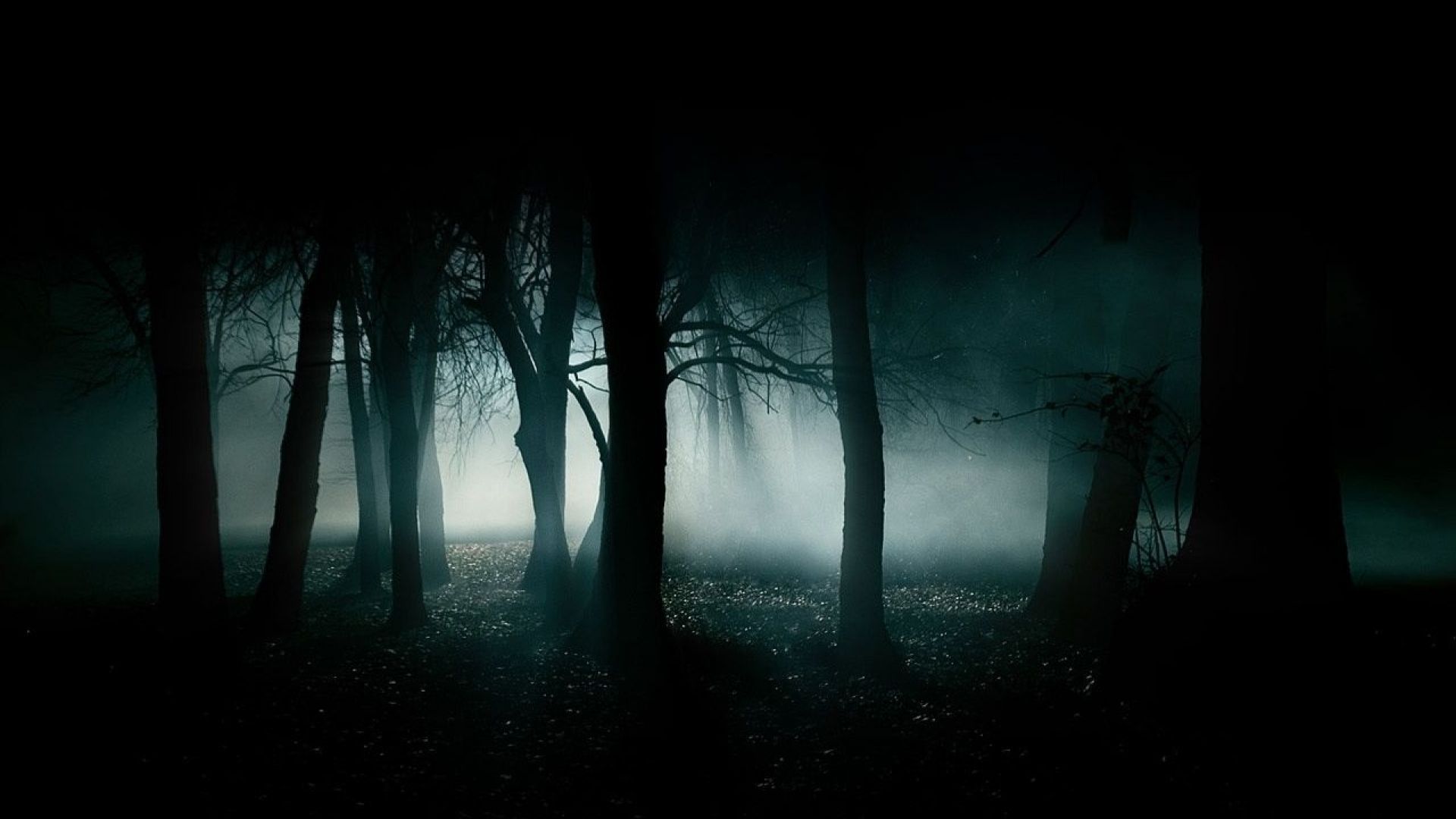 Dark Creepy Forest HD Wallpaper 1920x1080 ID39946