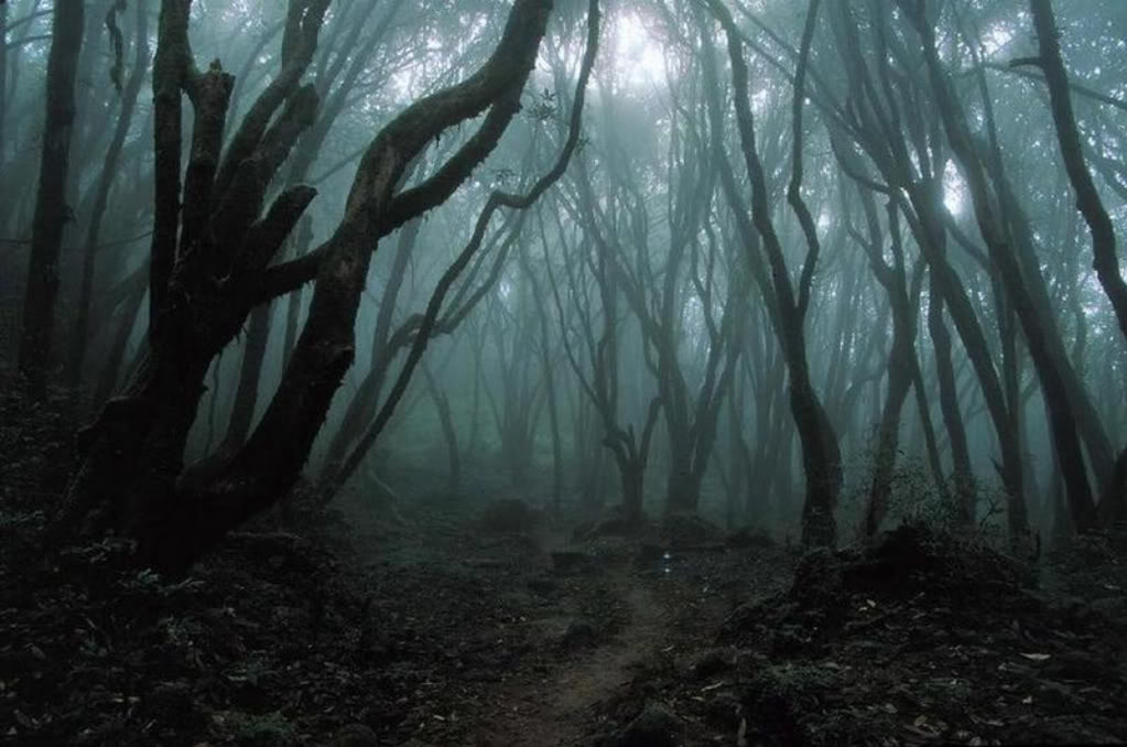 Scary Forest | HD Pix