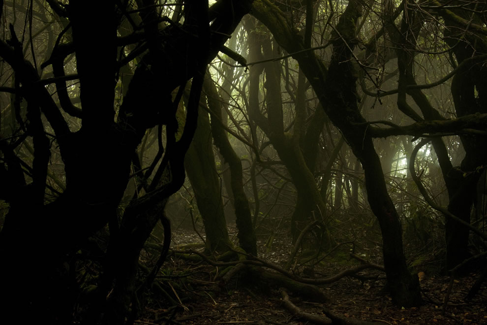 When the Woods Are Scary: Enchanted Forests Like Brothers Grimm ...
