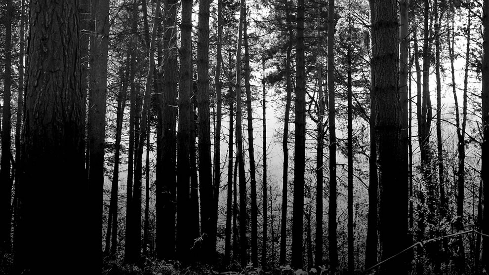 When the Woods Are Scary Enchanted Forests Like Brothers Grimm