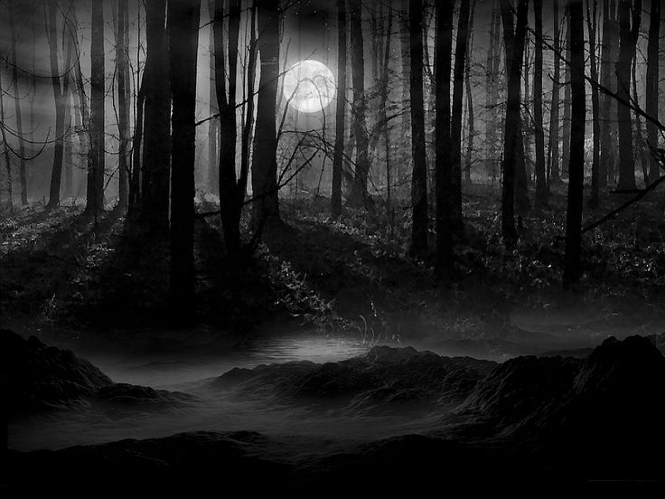 Creepy Forest Backgrounds