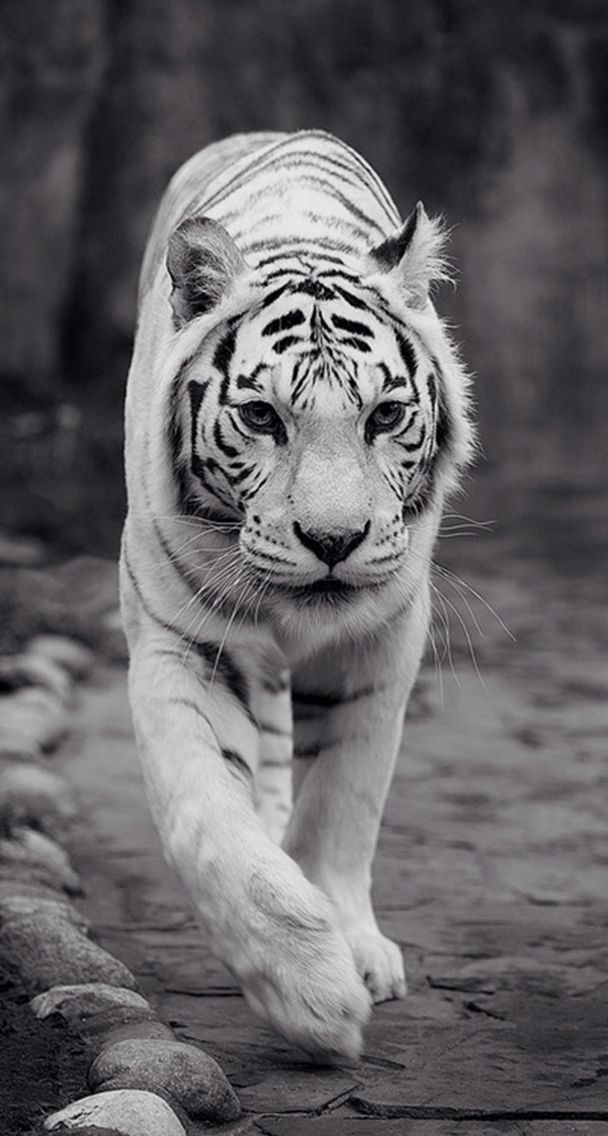 Be the king . Tiger wallpaper . iPhone lock screen Lock
