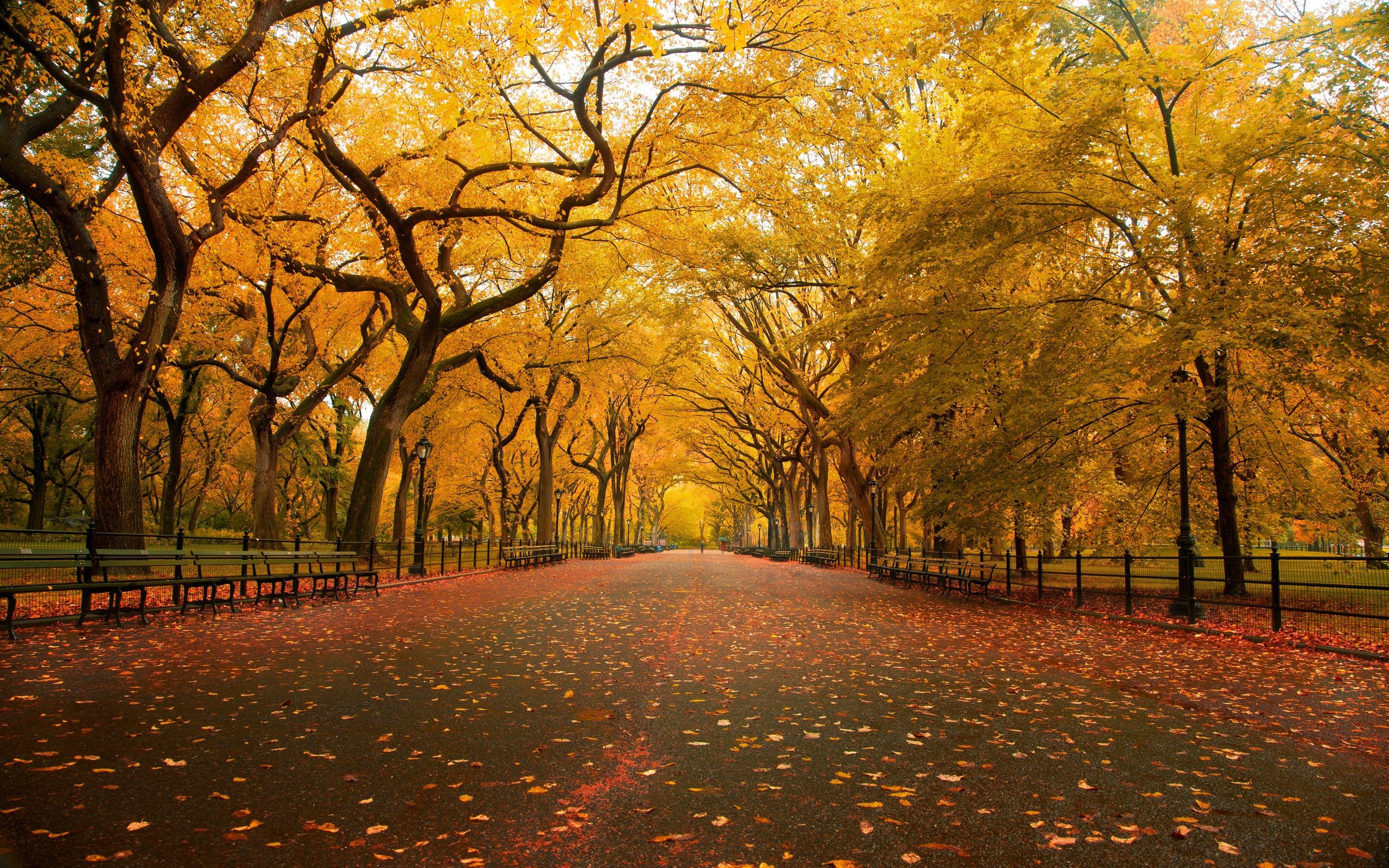 Autumn Park Nature Background #4238660, 2560x1600 | All For Desktop