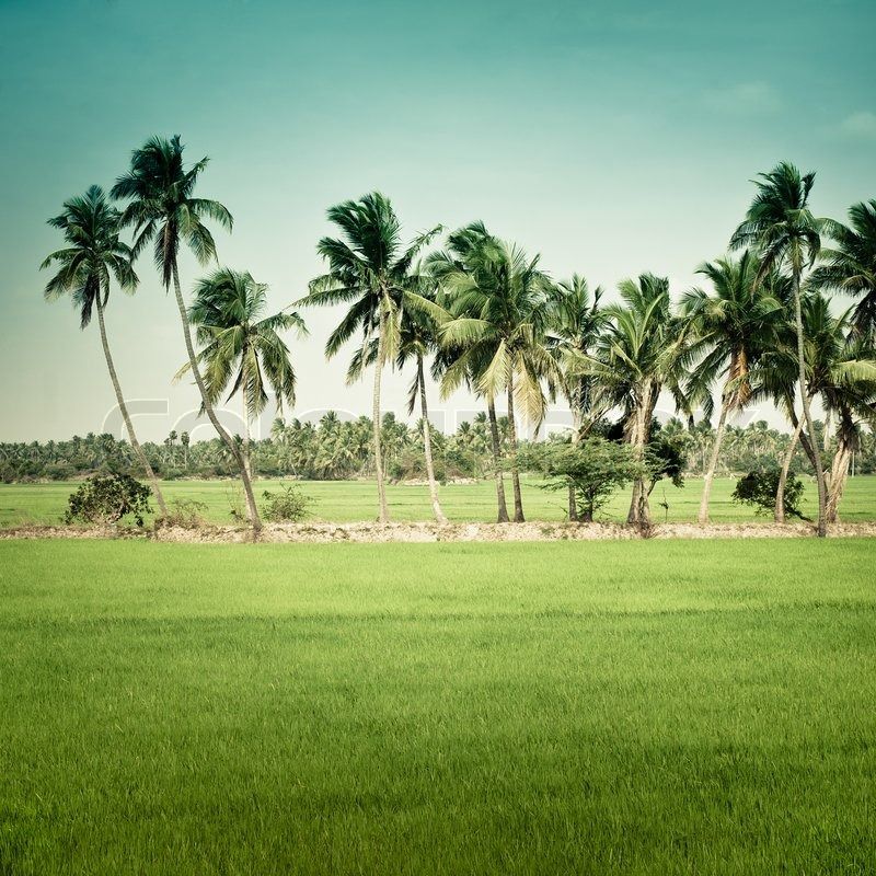 Nature background. Green texture of rice field with coconut palm ...